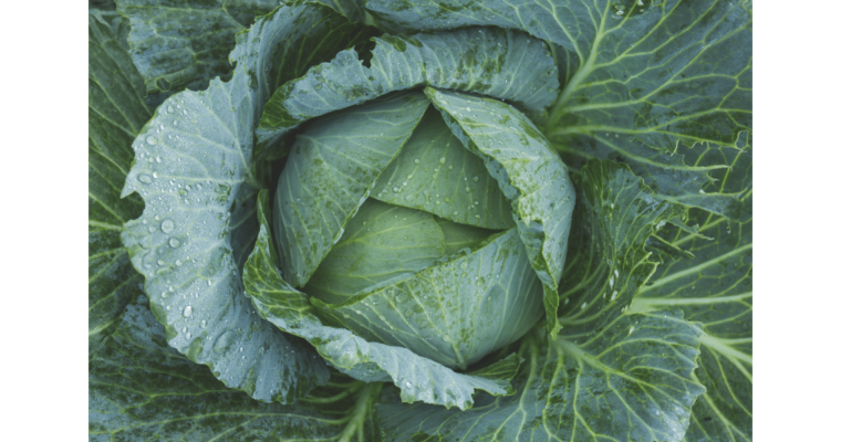 What are the Health Benefits of Eating Cabbage?