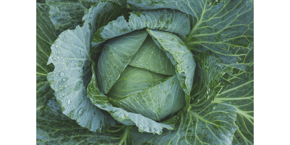 What are the Health Benefits of Eating Cabbage?