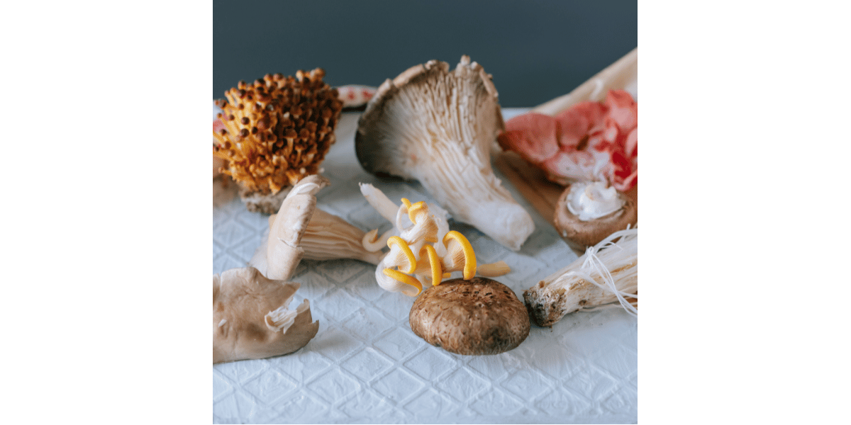 Different Mushrooms Display