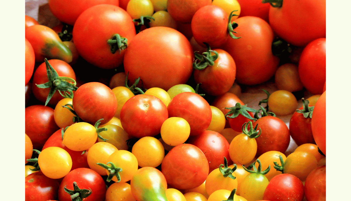 Health Benefits of Tomatoes