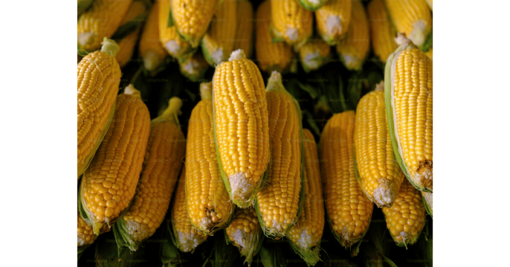 what-are-the-health-benefits-of-eating-maize-eating-plant-based