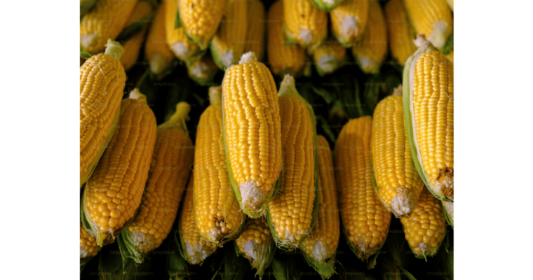 Variety of maize cobs