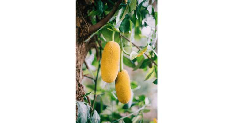 yellow fruit on green tree jackfruit