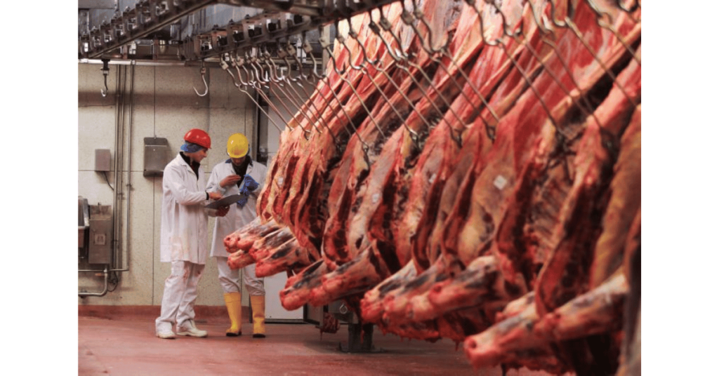 Beef carcasses hanging in a factory.