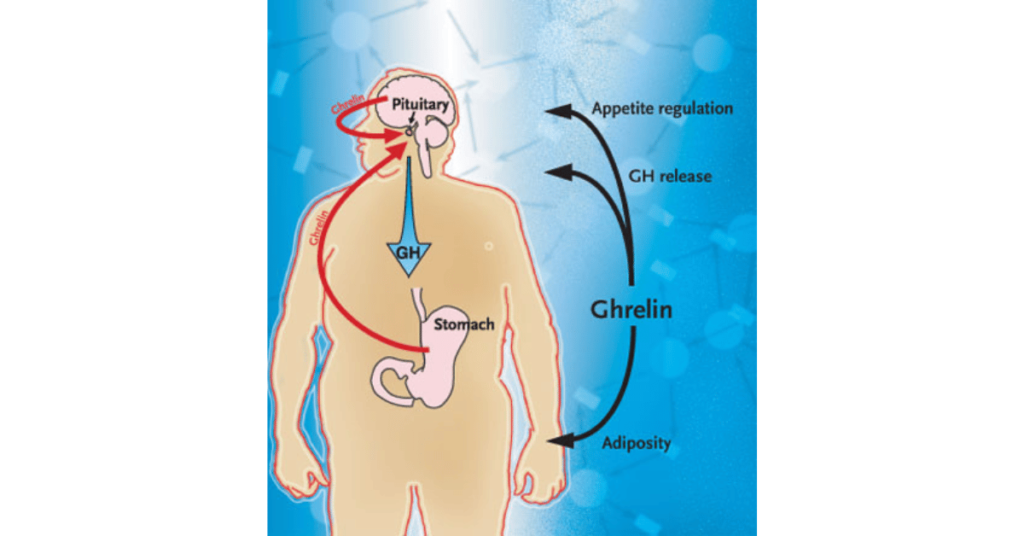 Ghrelin and how it affects appetite chart