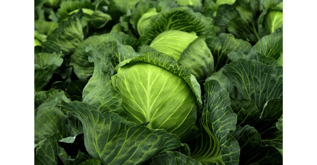 Display of cabbage heads