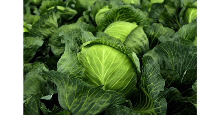 Unveiling the Top Amazing Health Benefits of Cabbage South Africa