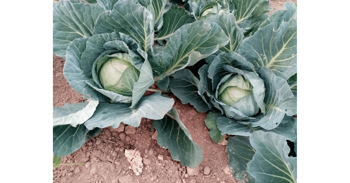 What Are The Benefits of Cabbage