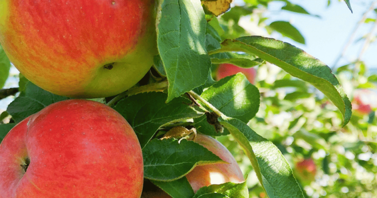 red apples on tree during daytime