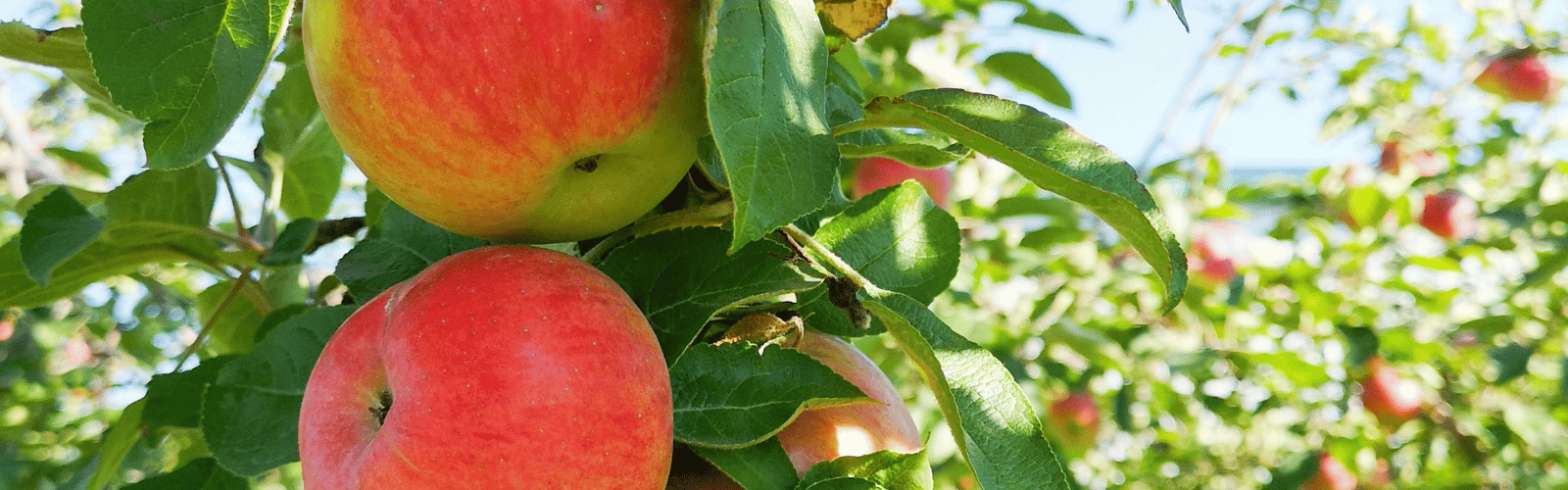 The Best Types of Apples and Their Health Benefits