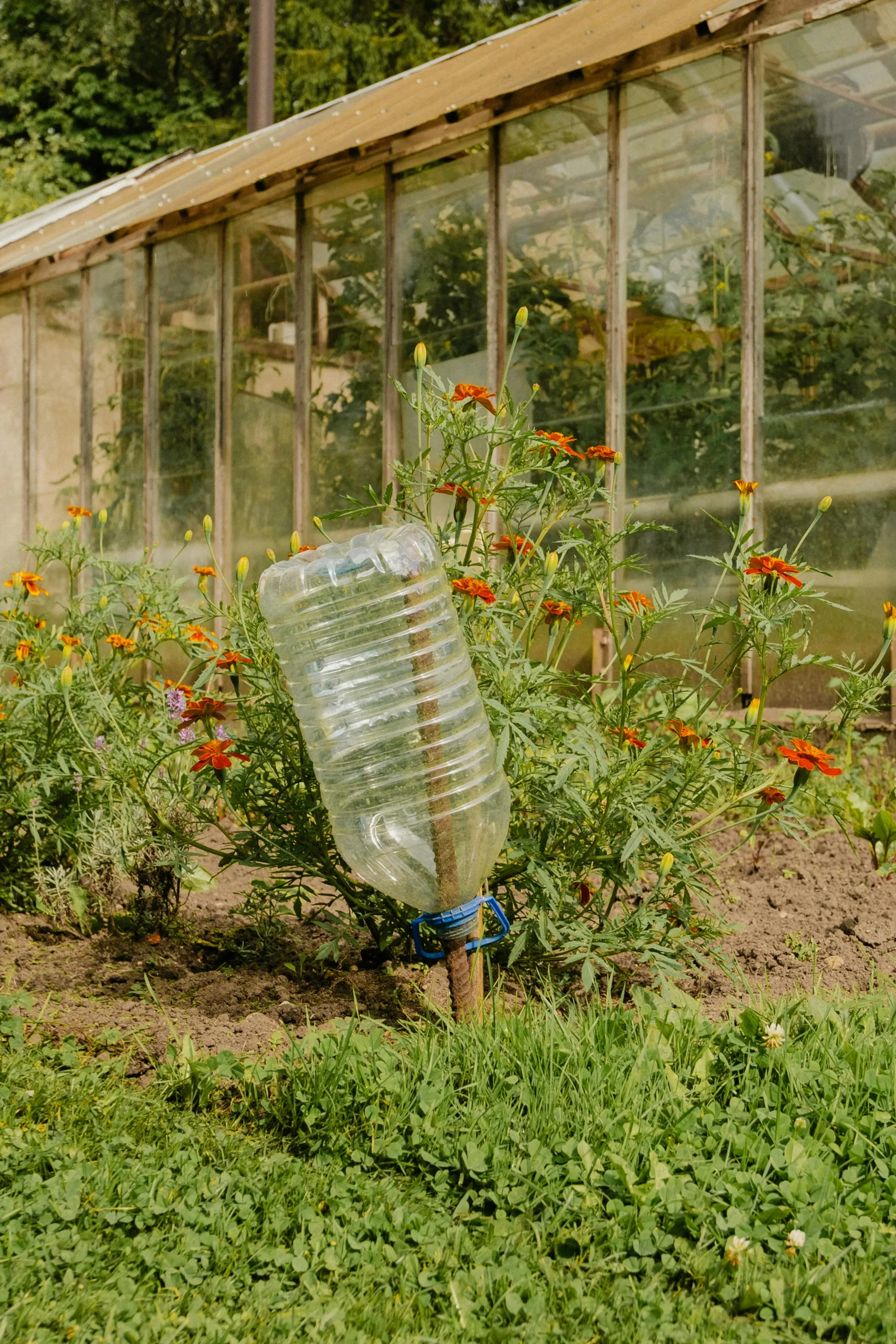 Water Conservation and Plant-Based Eating in South Africa